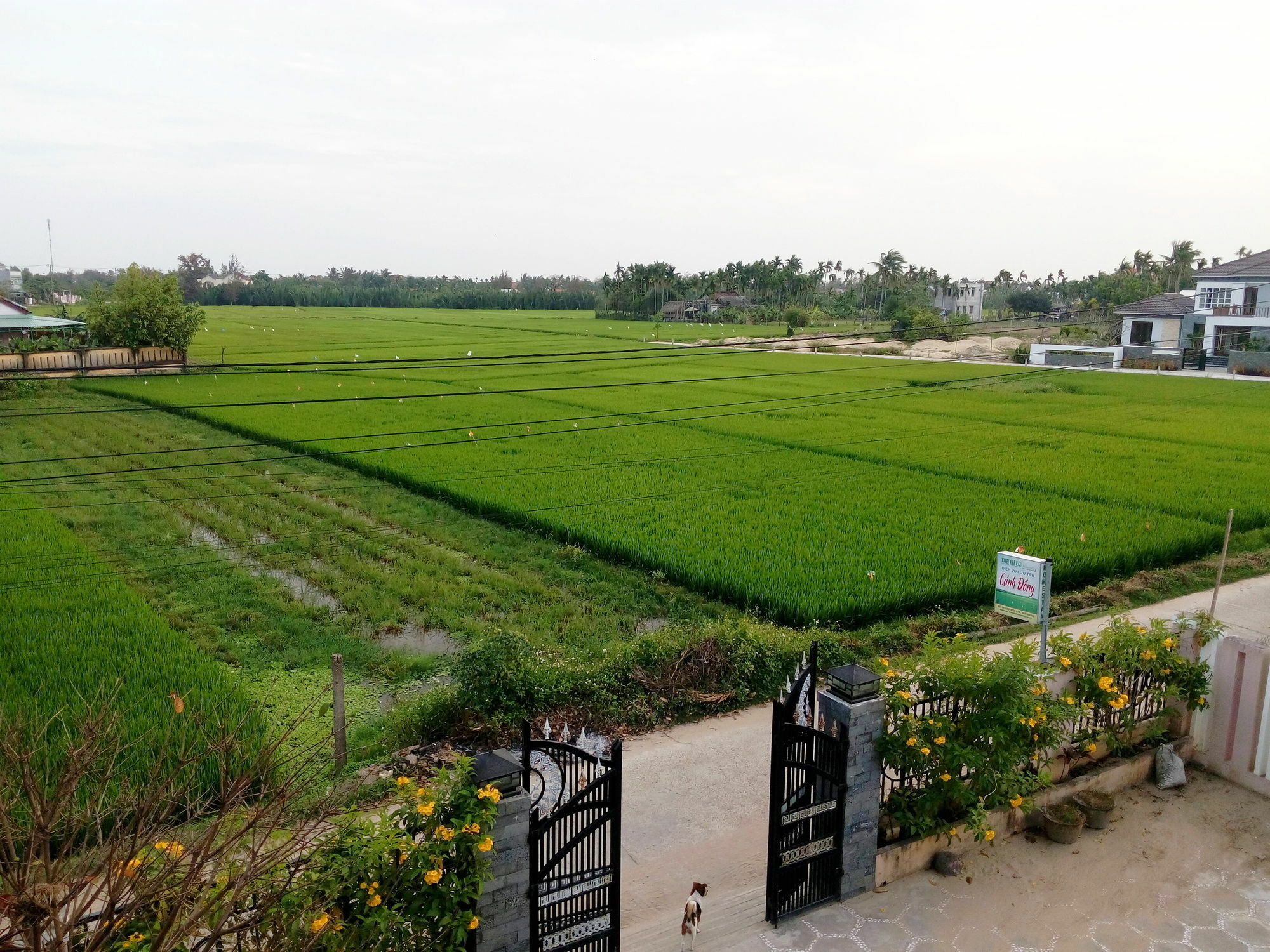 The Field Homestay Hoi An Exteriér fotografie