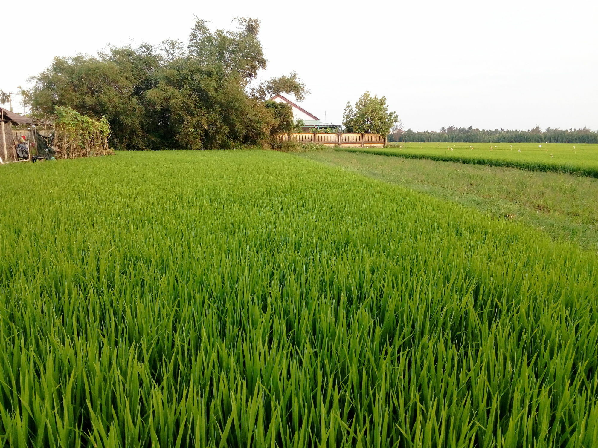 The Field Homestay Hoi An Exteriér fotografie